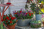 Zinnias, star moss, paper flower, globe amaranth