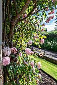 Kletterrosen mit rosa Blüten an Gartenmauer