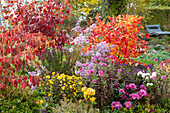 Federbuschstrauch, Schneeball, Herbstchrysanthemen, Abelia grandiflora 'Confetti' und 'Kaleidoskop', Dahlien und Spinnenblume