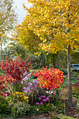 Federbuschstrauch, Schneeball, Herbstchrysanthemen, Abelia grandiflora 'Confetti' und 'Kaleidoskop', Dahlien und Spinnenblume