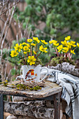 Winter aconites in a cup