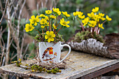Winter aconites in a cup