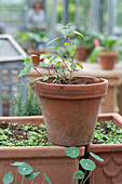 Aussaat Zigarettenpflanze, Kapuzinerkresse, Garten-Kapfuchsie