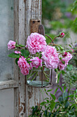 Rose (Rosa 'Jasmina') am Haken