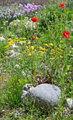 Klatschmohn und Schafgarbe 