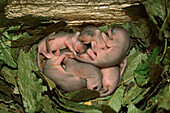 Dicker Siebenschläfer (Glis glis) Neugeborene schlafen im Nest, Deutschland