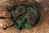 Dicker Siebenschläfer (Glis glis) jung in Blättern gesäumten Nest, Deutschland