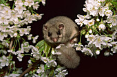 Dicker Siebenschläfer (Glis glis) lugt aus Blumen hervor, Österreich