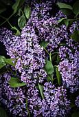 Purple garden lilac in full bloom against a dark background