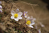Mountain spring in Val Müstair, Graubünden. Spring pasque flower / spring anemone (Pulsatilla vernalis) in bloom