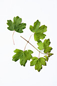 Spitz-Ahorn (Acer platanoides) auf weißem Hintergrund