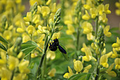 Holzbiene auif Fuchsbohne (Thermopsis montana)