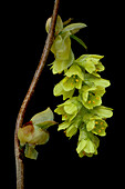 Flower of the Chinese false hazel (Corylopsis sinensis) with yellow stamens and many flowers, against a black background