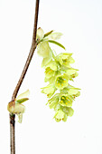Flower of the Chinese false hazel (Corylopsis sinensis) with yellow stamens and many flowers, against a white background.