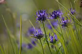 Round-headed rapunzel (Phyteuma orbiculare) in its natural habitat in a mountain meadow in Valmüstair, Grisons, Switzerland