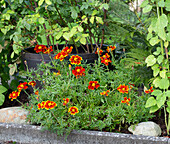 Tagetes im Beet im Sommergarten