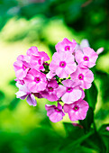 Phlox in full bloom in the garden