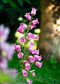 Rosa Marienglockenblume (Campanula medium) blühend im Sommergarten