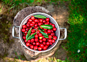 Frisch gepflückte Kirschen in einem Topf