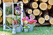 Frühlingsblumen in Zinktöpfen vor Holzstapel: Quitte, Bellis, Tulpen und Hornveilchen