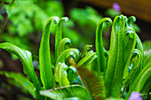 Hirschzungenfarn (Asplenium scolopendrium)