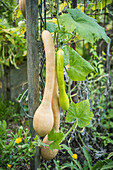 Pumpkin 'Trombetta di Albenga' in the garden bed