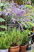 Blühende Katzenminze (Nepeta) und Rosmarin im rustikalen Gartenarrangement
