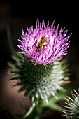 Rotbeinige Furchenbiene auf blühender Distel