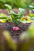 Radishes of the variety 'Raphanus sativus var sativus' in the garden bed