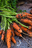 Freshly harvested carrots