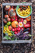 Erntekorb mit bunten Tomatensorten, Auberginen, Chili und Dahlienblüten