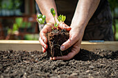 Hands hold plant with root ball