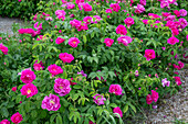 Apothecary rose (Rosa gallica 'Officinalis')