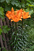 Feuerlilien