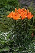 Feuerlilien