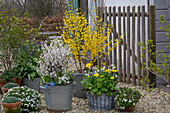 Forsythia 'Weekend', Zierkirsche, Großblütige Gämswurz, Schleifenblume und Traubenhyazinthen