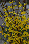 Forsythie (Forsythia 'Weekend')