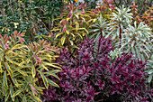 Wolfsmilch (Euphorbia 'Ascot Rainbow') und Strauchveronika (Hebe 'Magicolors')