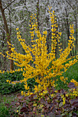 Forsythie (Forsythia 'Weekend') und schwefelfarbige Elfenblume (Epimedium × versicolor 'Sulphureum')