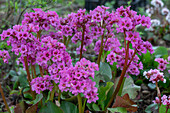 Bergenie (Bergenia 'Abendkristall')