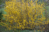 Forsythie 'Arnold Promise'