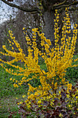 Forsythie (Forsythia 'Weekend') und schwefelfarbige Elfenblume (Epimedium × versicolor 'Sulphureum')