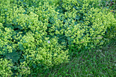 Lady's mantle (Alchemilla)