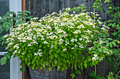 Mutterkraut (Tanacetum parthenium 'Aureum')
