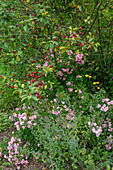Sour cherry (Prunus cerasus 'Morina') and rose (Rosa 'The Fairy')