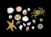Calcium carbonate use in animals