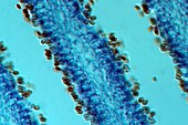 Fungal fruiting body, light micrograph
