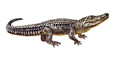 Nile crocodile, illustration