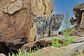 Pallas's cat