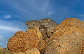 Pallas's cat